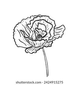 Vintage  flowers vector illustration. Hand-drawn flower on a white background. Line drawing. Flower drawing for card, invitation, wedding card. Peony, poppy, wildflower.