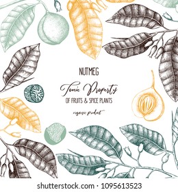 Vintage frame with hand drawn nutmeg tree illustration. Vector hand drawn spice plant design. Engraved style template with aromatic and tonic elements.