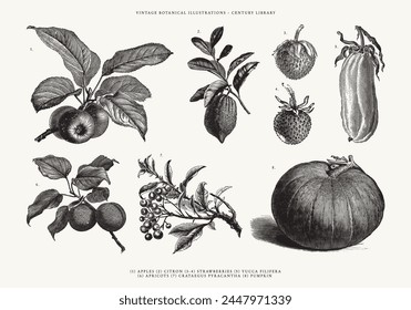 Vintage Fruit Line Art Engraved Illustrations - Apples, Apricots, Citron, Pumpkin, Strawberries, Yucca