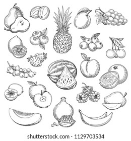 Vintage fruit sketch. Hand drawn fruits icon set, fresh pear and orange, strawberries and pineapple drawing sketch retro vector