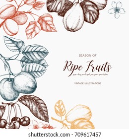 Vintage fruits and berries - apple, pear,  peach, apricot,quince, cherry card design. Vector summer or autumn template. Hand drawn harvest illustration. Wedding decoration.