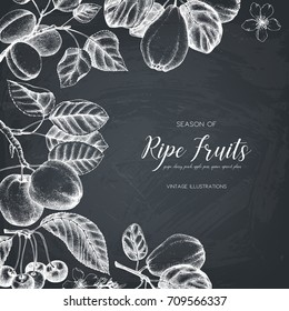 Vintage fruits and berries card design. Vector autumn template. Hand drawn harvest illustration on chalkboard.