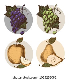 Vintage Fruits set Line Hand Illustrated Vector isolated