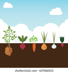 Vintage garden banner with root veggies vector illustration