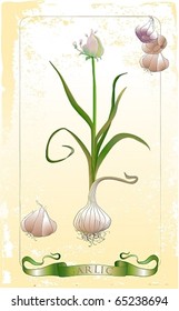 vintage garlic illustration with  frame