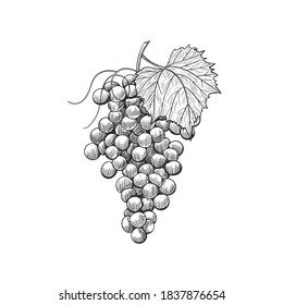 Lotes de uva de época con hojas, ilustración de boceto de uva de vino. Uva vectorial dibujada a mano, aislada en fondo blanco, estilo de tinta.  Montón de uvas sobre un tallo con hojas.