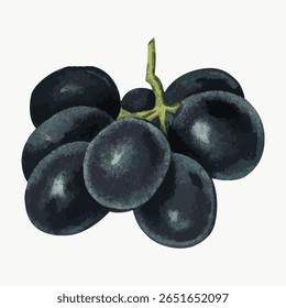 Illustration von Vintage-Trauben, Vektor einzeln auf Weiß. Vintage-Frucht-Illustration einzeln auf Weiß, Vektor. Handgezeichnete Beere Illustrationsvektor.