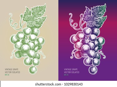 Vintage Grape Vector Isolated