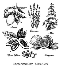 Vintage graphic black-and-white set of plants. Set of graphic images. Illustration for greeting cards, invitations, and other printing projects.