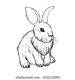 Vintage Graphic Rabbit Vector printing, bunny, sketching