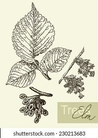 Vintage graphic vector image of leaves, flowers and fruits of elm.