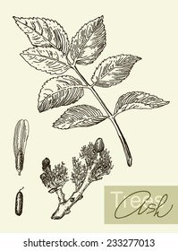 Vintage graphic vector image of leaves, flowers and fruits of ash.