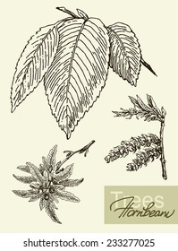 Vintage graphic vector image of leaves, flowers and fruits of hornbeam.