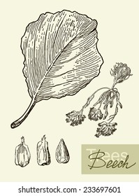 Vintage graphic vector image of leaves, flowers and fruits of beech.