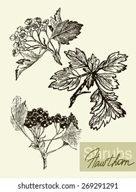 Vintage graphic Vector leaves, flowers and fruits of the hawthorn.