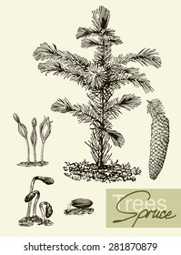 Vintage graphic Vector leaves, flowers and fruits of the  spruce. Botany