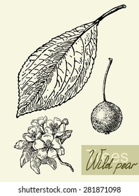 Vintage graphic Vector leaves, flowers and fruits of the wild pear.