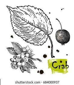 Vintage graphic Vector leaves, flowers and fruits of the crab. Botany