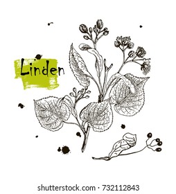 Vintage graphic Vector leaves, flowers and fruits of the linden.