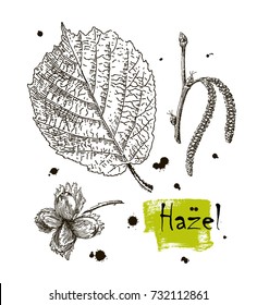 Vintage graphic Vector leaves, flowers and fruits of the hazel. Detailed botanical illustration for your design. Vector images of medicinal plants. Healthy lifestyle.