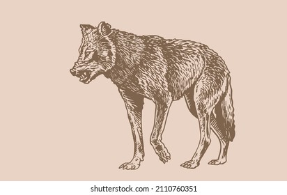 Vintage graphical illustration of wolf, dangerous wild animal