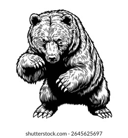 Ilustração de urso grizzly vintage - Desenhado à mão gravura estilo selvagem desenho animal