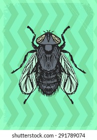 vintage, grunge background with fly
