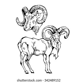 Vintage hand draw ram . Vector element, badge, emblem, logo, insignia, sign, identity, logotype, poster.  Stroke hipster illustration with typographic for t-shirt prints. Ram farmer, hunting