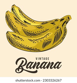 Vintage Hand Drawing Banana Fruit Sketch Vector Stock Color de la ilustración