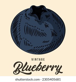 Vintage Hand Drawing Blueberry Fruit Sketch Vector Stock Color de la ilustración