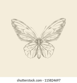 Vintage hand drawing butterfly vector eps 8