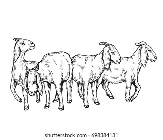 Vintage Hand Drawing Muslim Animal Qurban Group Sketch - Goat