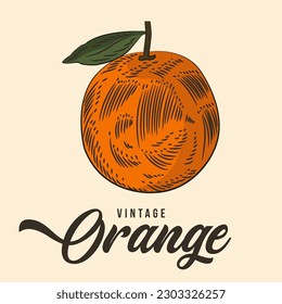 Vintage Hand Drawing Orange Fruit Sketch Vector Stock Color de la ilustración
