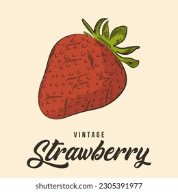 Vintage Hand Drawing strawberry Fruit Sketch Vector Stock Illustration Color