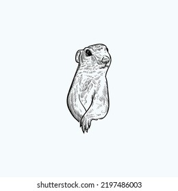  vintage hand drawn 13 Lined Ground Squirrel