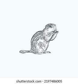  vintage hand drawn 13 Lined Ground Squirrel