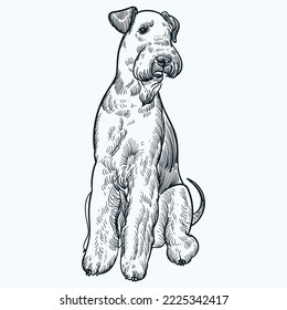 Vintage hand drawn Airedale terrier