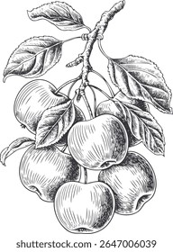 Vintage mão desenhado maçã cluster pendurado de galho com folhas. Ilustração desenhada à mão do ramo de maçã no ramo com gravura foliage detalhada.