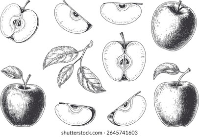 Vintage hand drawn apple illustration set with slices and whole fruits. Apple fruit set line art sketch engraving vector illustration.