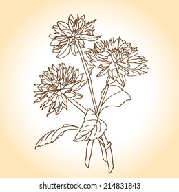 Vintage Hand Drawn Background With Flowers. Vector Illustration. Dahlia Flower. Sketch