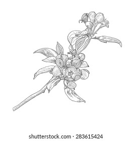 Vintage hand drawn blooming apple tree twig isolated on white. Black and white vector illustration in botanical style.