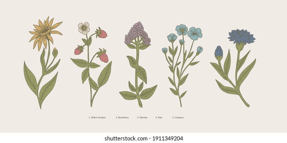 Vintage hand drawn botanical illustration. scientific plants, flowers and natural herbs isolated illustration set. Colorful design elements.