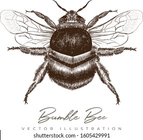 Vintage hand drawn bumble bee illustration