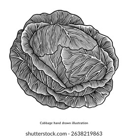 Vintage Hand Drawn Cabbage Illustration – Botanical Engraving Style Vegetable Drawing