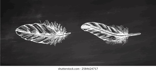 Vintage hand drawn chalkboard feather illustration set for boho and rustic decor projects

