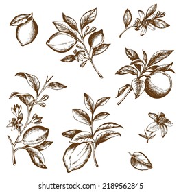 Vintage hand drawn citrus fruit branch. Vector illustration.