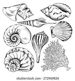 Vintage hand drawn collection of various seashell and coral. Isolated on white background. Vector illustration.