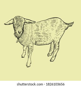 Vintage hand drawn domestic goat