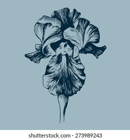 Vintage hand drawn flower iris