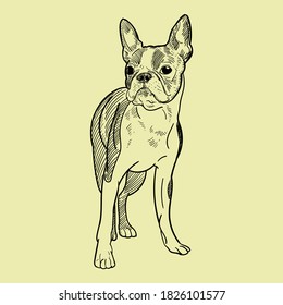 Vintage hand drawn french bulldog